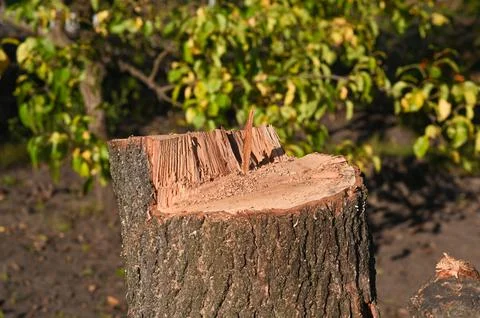 The stump of a tree in the garden. Stock Photos