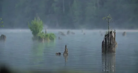 Stump From Tree In The Lake Stock Footage 157414831