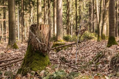 Stump of a tree in the middle of the forest Stock Photos