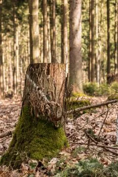 Stump of a tree in the middle of the forest Stock Photos