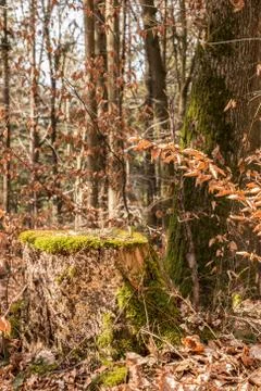 Stump of a tree in the middle of the forest Фото