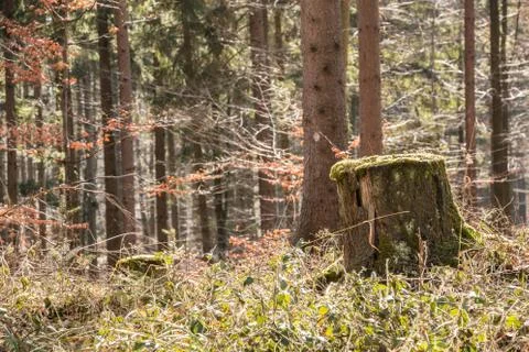Stump of a tree in the middle of the forest 库存照片
