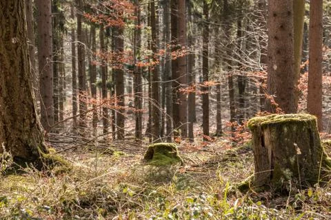 Stump of a tree in the middle of the forest Stock Photos
