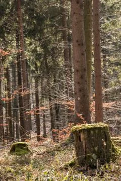 Stump of a tree in the middle of the forest Stock Photos