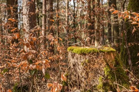 Stump of a tree in the middle of the forest Stockfoto's