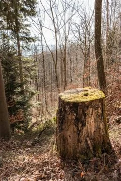 Stump of a tree in the middle of the forest Stock-Fotos