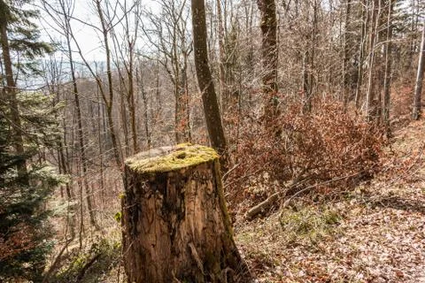 Stump of a tree in the middle of the forest 库存照片