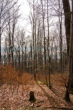Stump of a tree in the middle of the forest 库存照片