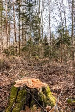 Stump of a tree in the middle of the forest Stock Photos