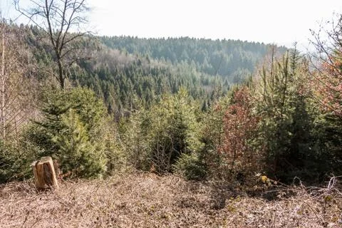 Stump of a tree in the middle of the forest Stock-Fotos