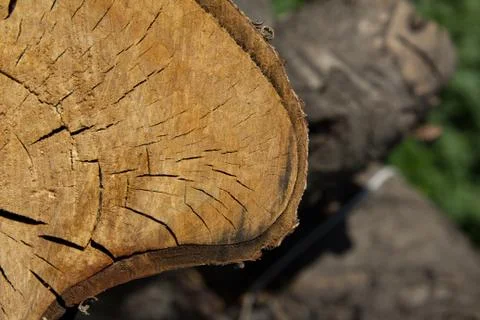 The stump of the tree on the nature Stock Photos