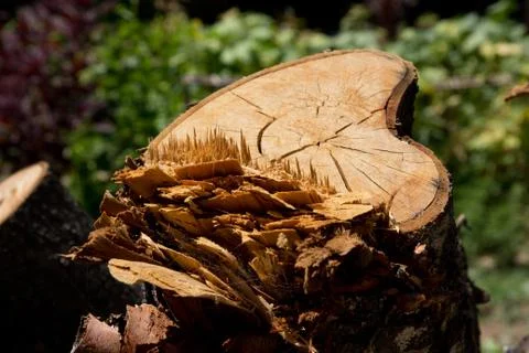 The stump of the tree on the nature Stock Photos