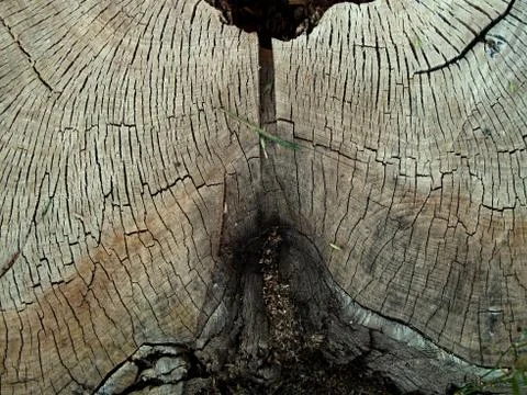 Stump tree Stock Photos