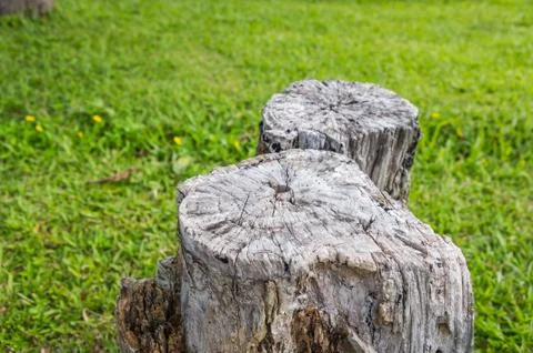Stump tree. Stock Photos