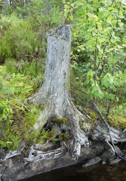 Stump of a tree on a riverbank Stock Photos