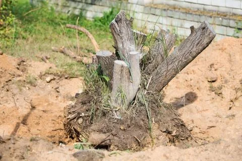 Stump of a tree stump in a pit close-up on a summer day Stock Photos