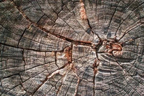 Stump tree texture with soft light Stock Photos