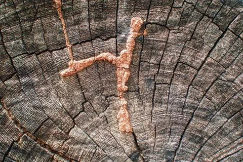 Stump tree texture with soft light Stock Photos