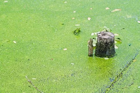 Stump trees in water Stock Photos