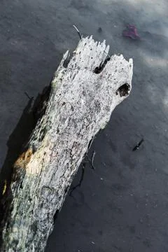 Stump trees in water Stock Photos