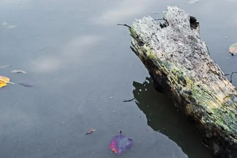 Stump trees in water Foto stock