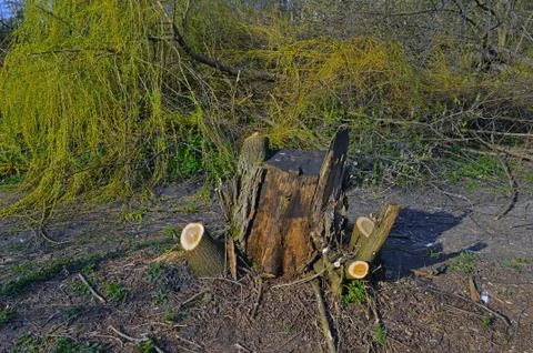 A stump of trimmed tree on the background of heaps of branches Foto stock