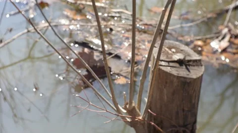 Stump on the Water Stock Footage 49042586