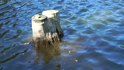 Stump in the water Stock Footage 138348692