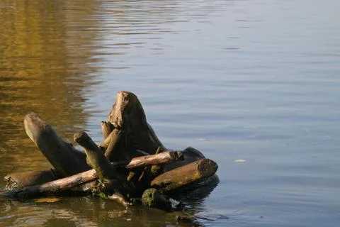 Stump in water Stock Photos