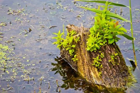 Stump in the water Stock Photos