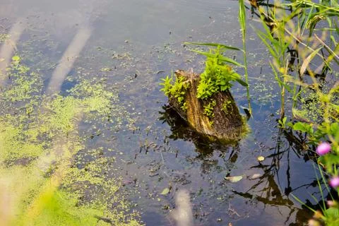 Stump in the water Stock Photos