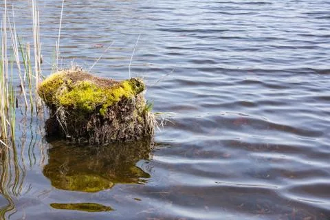 Stump in water Stock Photos