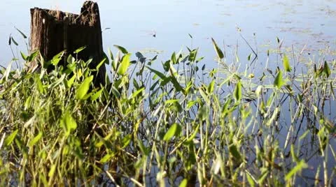 Stump in Water Surrounded by Plants Stock Footage 11185806