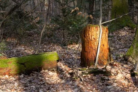 A stump in a wild forest in the rays of the sun against the background of leaves Stock Photos