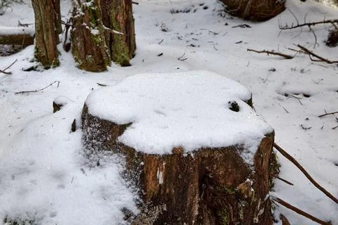 Stump in winter forest Stock Photos