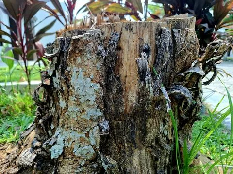 Stump of wood from a tree Stock Photos