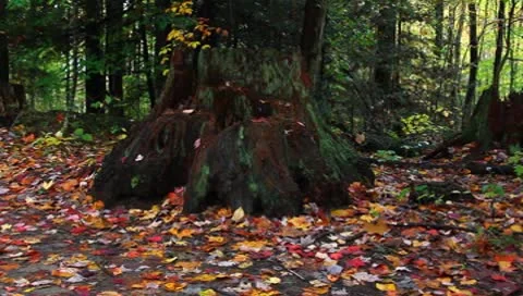 Stump in the woods Stock Footage 8840061