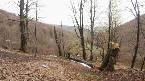 Stumps and Bare Trees on a Background of Gray Mountain Slopes Stock Footage 63958846