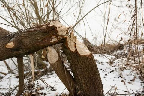Stumps and branches of willow, the work of beavers. Beavers gnawed trees. Bea Stock Photos