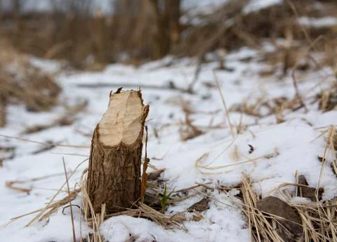 Stumps and branches of willow, the work of beavers. Beavers gnawed trees. Bea Stock Photos