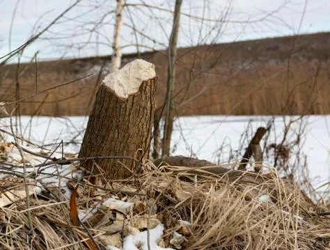 Stumps and branches of willow, the work of beavers. Beavers gnawed trees. Bea Stock Photos