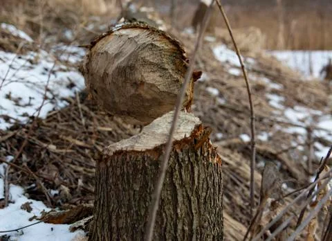 Stumps and branches of willow, the work of beavers. Beavers gnawed trees. Bea Stock Photos