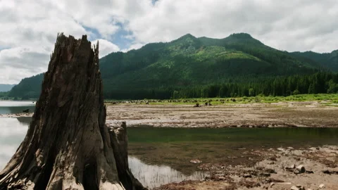 Stumps and clouds, along a muddy shore Stock Footage 154932362