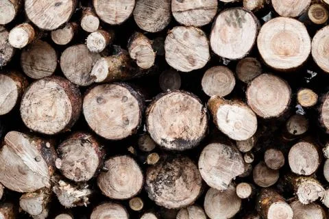 Stumps as background Stock Photos