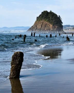 Stumps on a beach Stock Photos