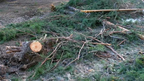 Stumps branches from felled pine trees in forest, illegal cutting deforestation. Stock Footage 311863538