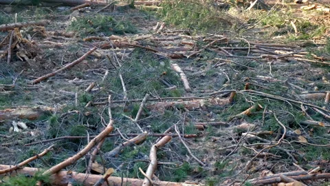 Stumps branches from felled pine trees in forest, illegal cutting deforestation. Video stock 311863614