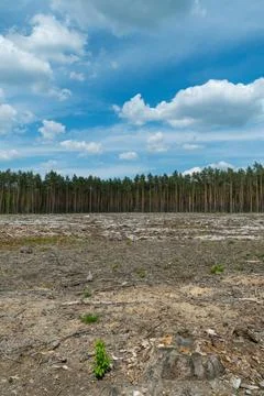 Stumps in a clearing in the middle of the forest after deforestation. Stock Photos