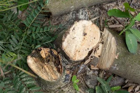 Stumps of cut down tree Stock Photos