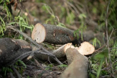 Stumps of cut down tree Stock Photos